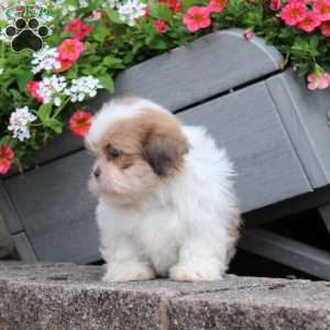Rube, Teddy Bear Puppy